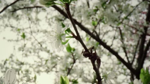 Beautiful White Flowers on Tree Branch Blooming in Park. Closeup Cherry Tree