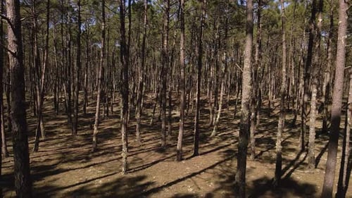 4K-Nahaufnahme der Baumschatten im Inneren des Kiefernwaldes, wobei sich die Kamera langsam auf t bewegt