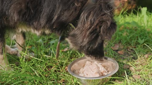 Dog Eats Outside Canine Delights in Outdoor Meal Dog Savors Meal in Open Air Today Dog Happily