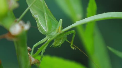 Eine sicheltragende Buschgrille fliegt vor verschwommenem Hintergrund vom grünen Blatt im Garten weg -