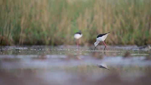 Two Black-winged Stilts in a Marsh Environment