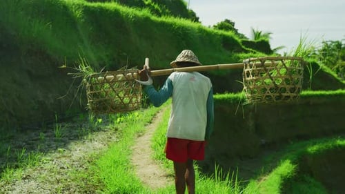 Farmer Walks Rice Terraces Carrying Baskets