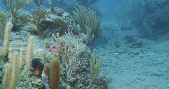 Underwater coral reef in St Thomas BVI, Nature Stock Footage ft. coral ...