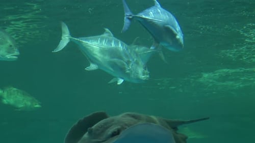 Aquatic life exploration swimming fish in ocean habitat underwater view nature's beauty