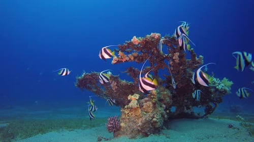 Tropical Sea Fishes Underwater Bannerfish