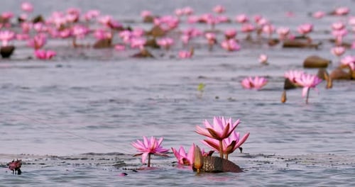 Pink Water Lilies Blooming in a Tropical Lake