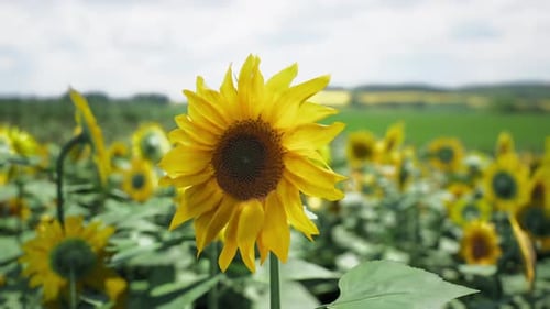 Un tournesol brillant fleurit dans un champ vibrant sous un ciel bleu clair