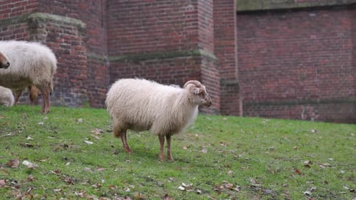 A young white sheep with small horns grazing on a green slope by an old red brick wall. Long-haired