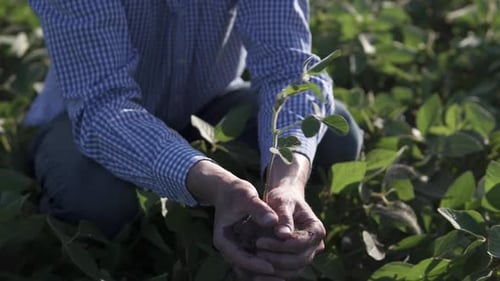 A farmer holds a seedling of a cultivated plant in his hands and plants it in the plowed soil.
