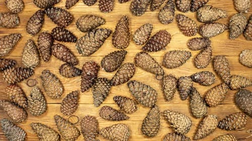 Pine Cones Opening in Time Lapse on a Wooden Background. Fir Cones Moving. Top View