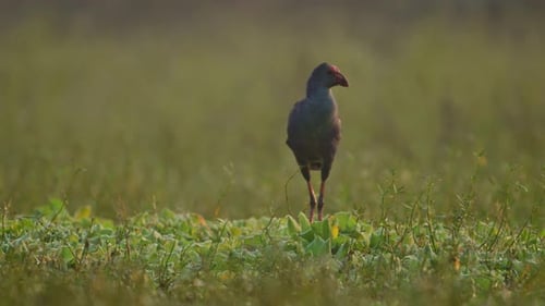 Grey hooded Swamp hen in wetland area in Morning
