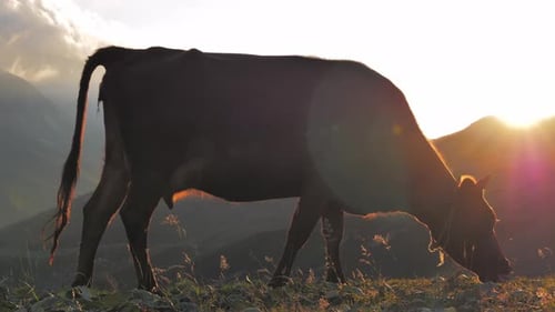 Cow Grazing at Sunrise in the Mountains