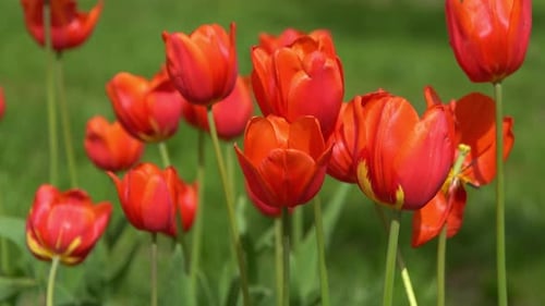 Red Tulips Bloom in Spring Tulip Flower Nature Floral Background Botanical Garden Flowering Buds