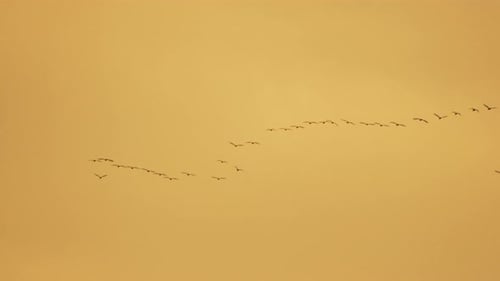 Pájaros volando, migración, formación serena contra un cielo dorado