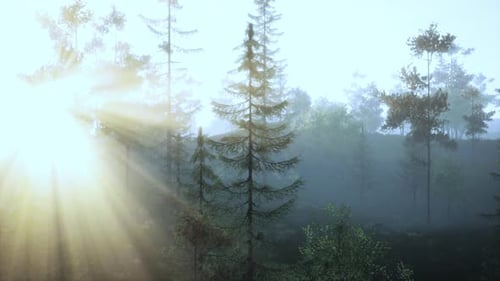 Sunlight Filtering Through a Misty Forest Creating a Magical Atmosphere