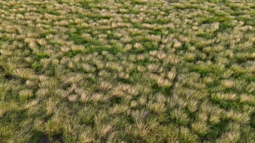 A field of grass with some weeds in it