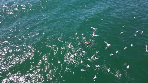 Aerial View Of Seagulls And Albatross Diving Underwater To Catch Fish In The Ocean.