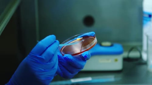 Laboratory Sample Streaking in Petri Dish