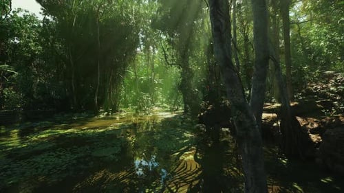 Ruisseau paisible avec lumière tachetée et berges rocheuses à explorer