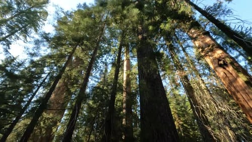 Walk Among Big Redwood Sequoia Trees In National Park Looking Up At General Sherman