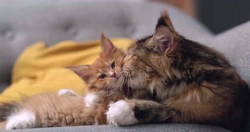 Fluffy Maine Coon Mother Cat Gently Licks Her Kitten While Lying on Gray Sofa Little Kitten Enjoying