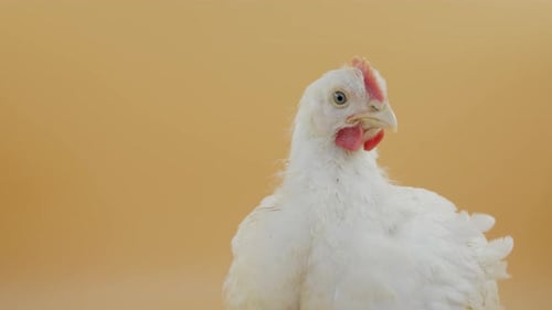 Chicken Portrait on Minimalistic Yellow Background