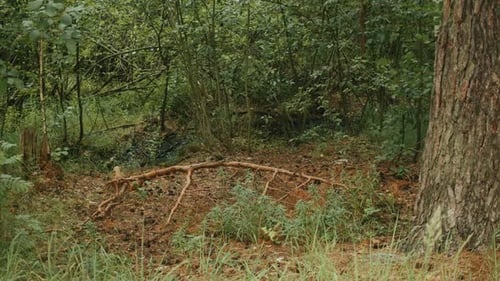 Beautiful Sunlight in the Forest Sun Rays Break Through the Foliage of Magnificent Green Tree