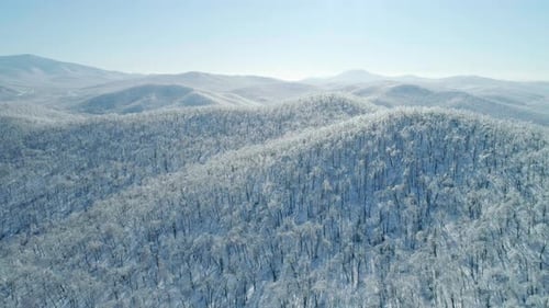 Aerial View of a Frozen Forest with Snow Covered Trees at Winter Flight Above Winter Forest Aerial