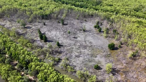 Aerial View of Tropical Forest and Deforested Area