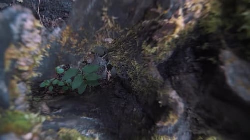 slow-motion rotating shot of a tree trunk in the forest