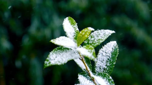 Green Leaves