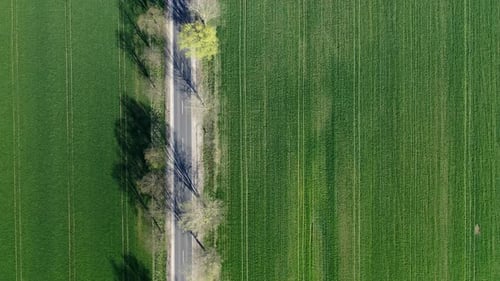 Aerial view road filmed from above with shadow from the trees on the farmland.