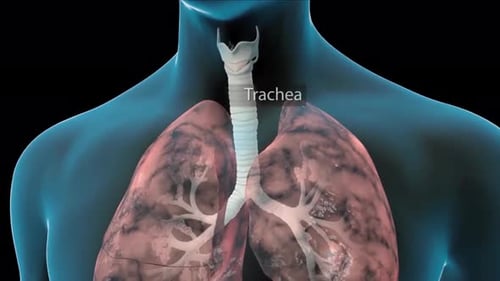 Medical 3D Animation of Human Respiratory System