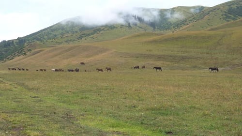 Horses Grazing Freely in a Green Meadow