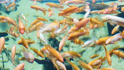 Eine Passage von Fischen schwimmt um den Rahmen über dem Wasser