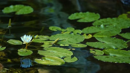 Water Lilies and Pads Floating on Pond