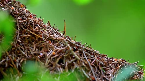 Large Anthill is Filmed in Closeup