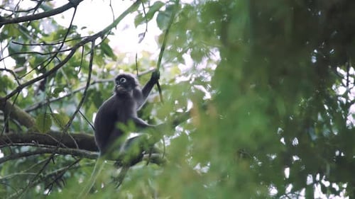 Monkey Perching on Branch in Tropical Forest