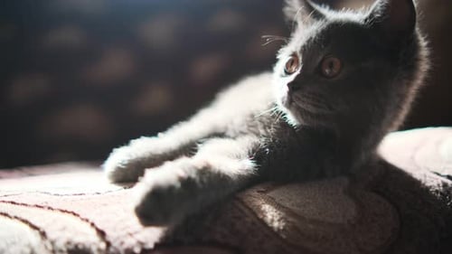 Gray Kitten Resting Comfortably on a Soft Cushion