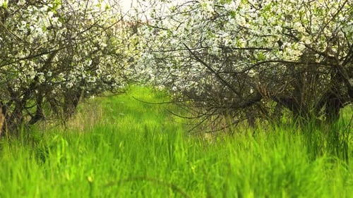 Astonishing displays of blossom in spring in neglected sour cherry orchard. Dolly left, focus pull f