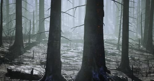 Foggy Forest Landscape with Tall Trees and Dim Light in Early Morning Hours