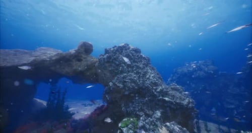 Erkunden Sie die lebendige Unterwasserwelt voller bunter Meereslebewesen