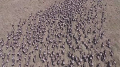 Aerial video of migrating wildebeest in the Maasai Mara