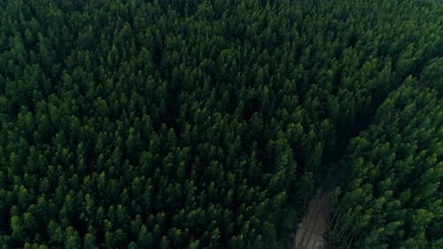 Aerial view of dense forest landscape