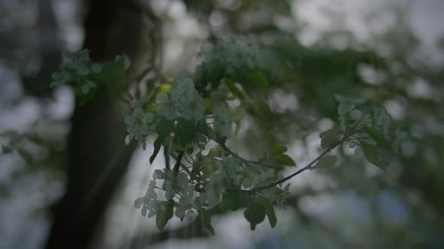 White Flowers of a Cherry Blossom on a Cherry Tree in Spring Season