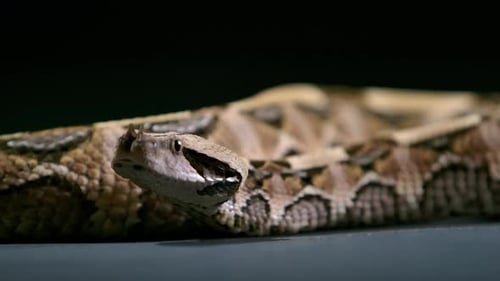 gaboon viper slithering around floor flicking tongue - studio