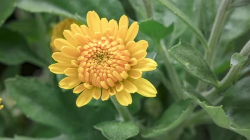 Yellow Flower Blooming in Time Lapse Close-up