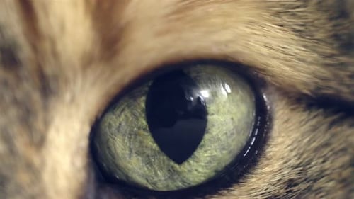 Extreme close up of a green cat eye with vertical black pupil