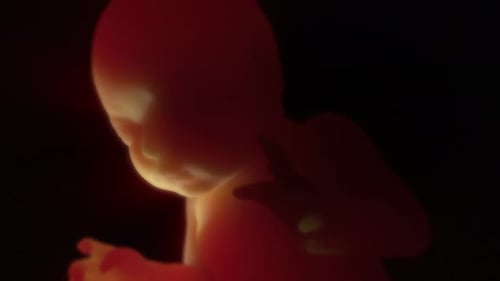 3D Animation of Human Fetus in Utero
