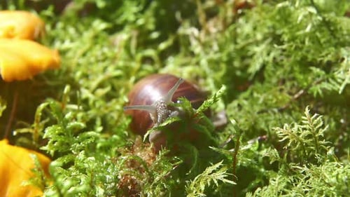 Schnecke kriecht durch grünes Moos in der Nähe von gelben Pilzen Makro